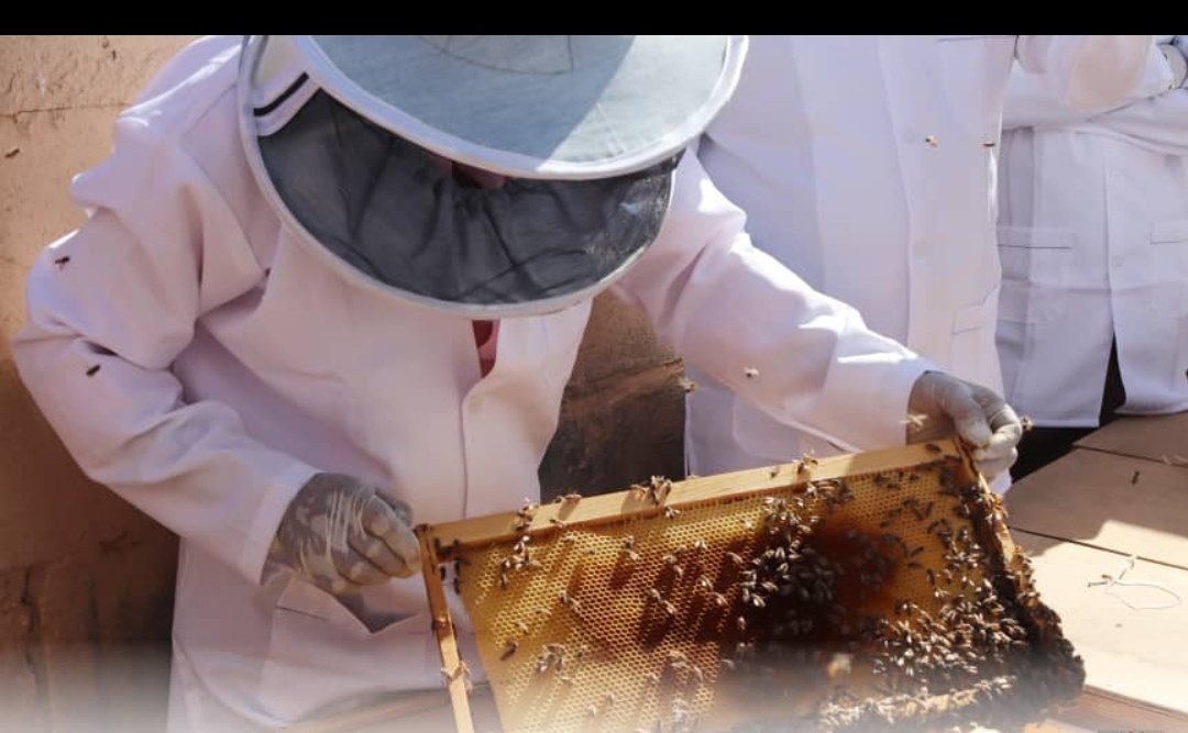 Beehives In Yemen, New Job Opportunities For Yemeni Families