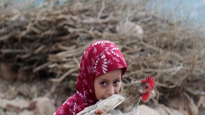 The Food And Agriculture Organization (FAO) In Partnership With The Government Of Japan In Yemen Are Working To Restore Agricultural Livelihoods In Yemen