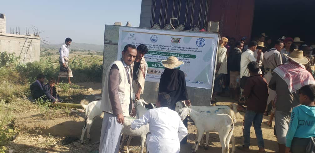 منظمة الفاو تمول مشروع توزيع الثروة الحيوانية في محافظة حجة